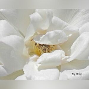 White Gardenia Blossom Wall Art Print by Holden